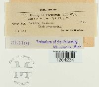 Pileolaria terebinthi image