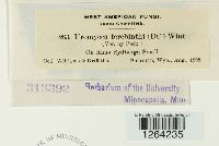 Pileolaria terebinthi image