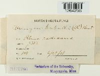 Pileolaria terebinthi image