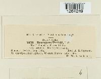 Uromyces trifolii image