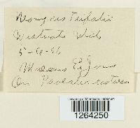 Uromyces trifolii image