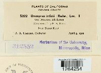 Uromyces trifolii image