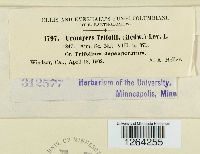 Uromyces trifolii image