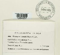 Uromyces trifolii image