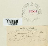 Uromyces trifolii image