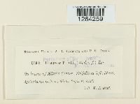 Uromyces trifolii image