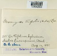 Uromyces trifolii image