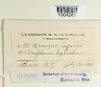 Uromyces trifolii image