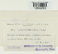 Uromyces trifolii image