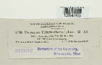 Uromyces trifolii image