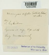 Uromyces trifolii image