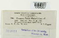 Uromyces trifolii image