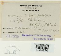 Uromyces trifolii image