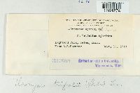 Uromyces trifolii image