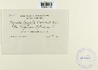 Uromyces trifolii image