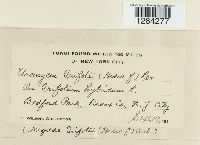 Uromyces trifolii image