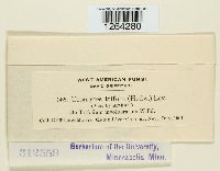 Uromyces trifolii image