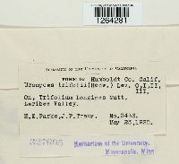 Uromyces trifolii image