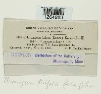 Uromyces trifolii image