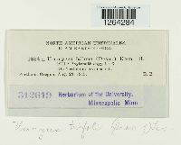 Uromyces trifolii image