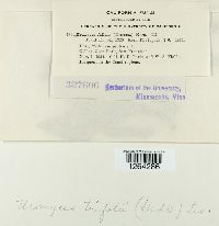 Uromyces trifolii image