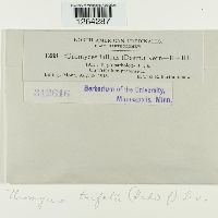 Uromyces trifolii image