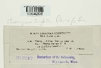 Uromyces trifolii image