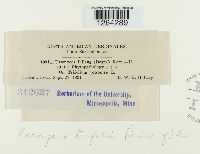 Uromyces trifolii image