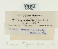 Uromyces trifolii image