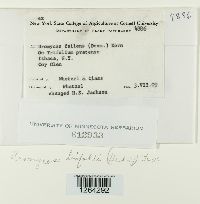 Uromyces trifolii image