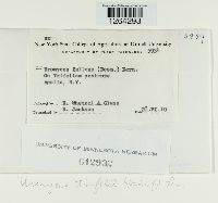 Uromyces trifolii image