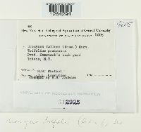 Uromyces trifolii image