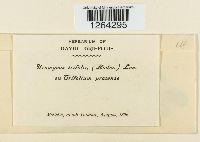 Uromyces trifolii image