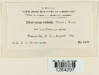 Uromyces trifolii image