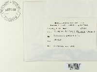 Uromyces trifolii image