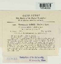 Uromyces trifolii image