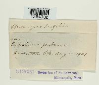 Uromyces trifolii image