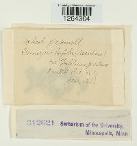 Uromyces trifolii image