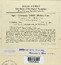 Uromyces trifolii image