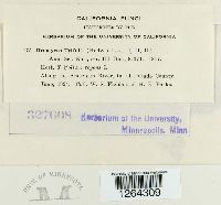 Uromyces trifolii image