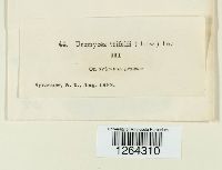 Uromyces trifolii image