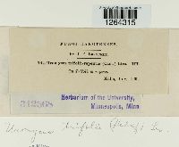 Uromyces trifolii image