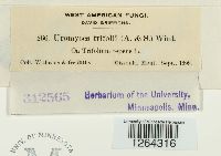 Uromyces trifolii image