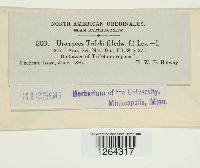 Uromyces trifolii image