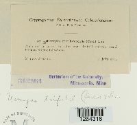 Uromyces trifolii image