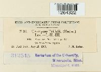 Uromyces trifolii image