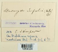 Uromyces trifolii image