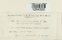 Uromyces trifolii image