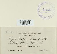 Uromyces trifolii image