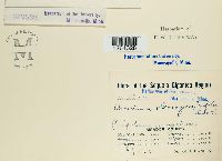 Uromyces trifolii image